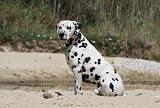 DALMATIEN 298